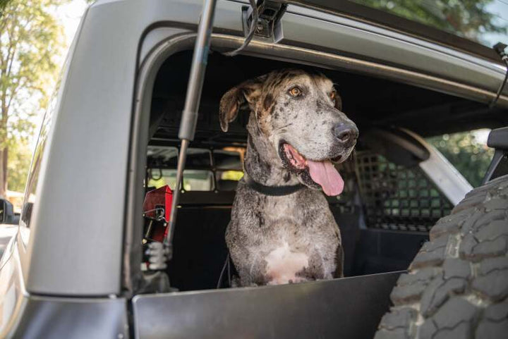 DV8 Offroad 2021-2024 Ford Bronco Dog Barrier